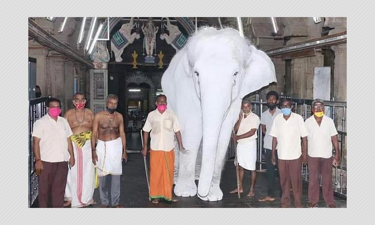 The Original White Elephants of Myanmar [PHOTOS]