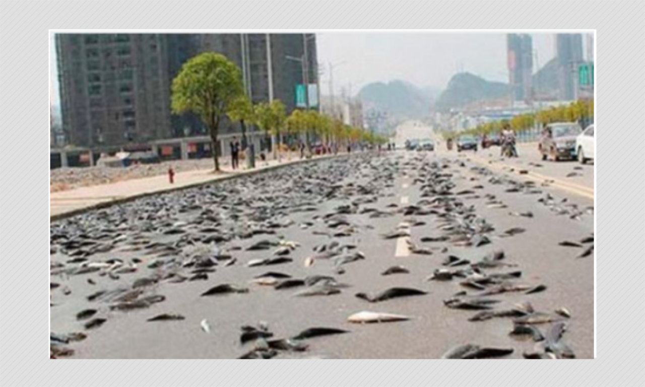 Did It Rain Fish In Honduras? Old Photo Of Accident Shared