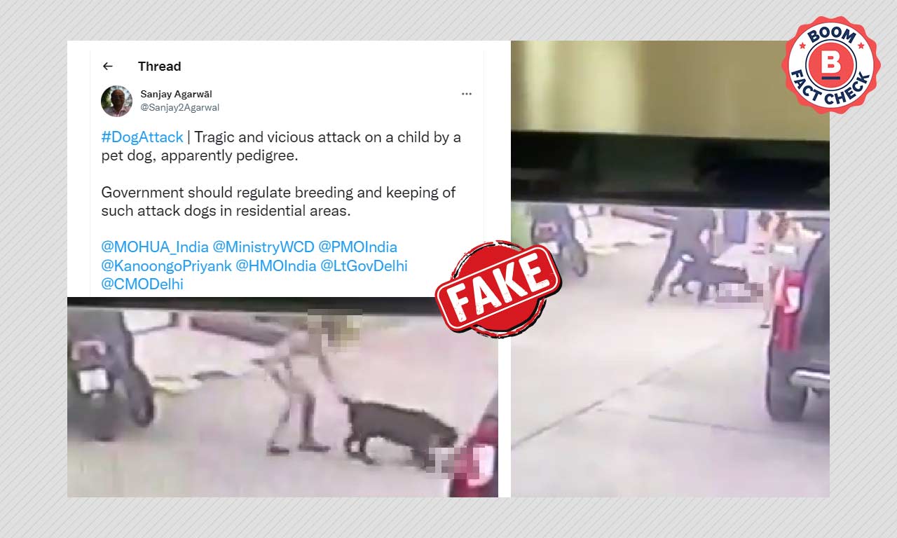 Sawana Fogs Xxx Video - Video Of Dog Attacking A Two-Year Old In Thailand Viral As India | BOOM