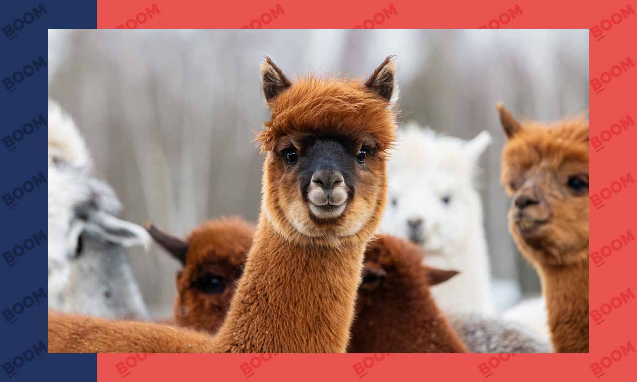 United Nations Declares 2024 As International Year of Camelids