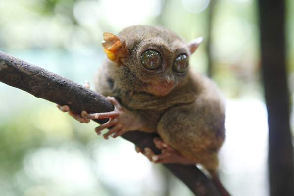 A Philippine Tarsier sits on branch of tree at Department of Environment and Natural Resources' conservation area along Loboc riverbanks in Bohol